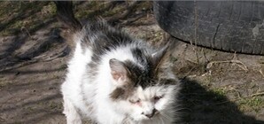 В жэках бесплатно прививают от бешенства