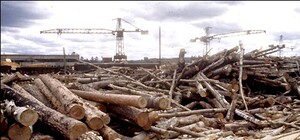 Харьковчанин в одиночку вырубил почти половину леса