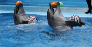 В дельфинарии вас ждет шоу-программа "Дари любовь". Фото с сайта дельфинария.