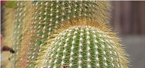 В Одессу привезут огромные и волосатые кактусы  
