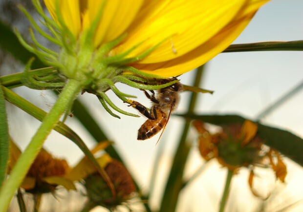 Фото hwww.sxc.hu. Харьковчане напуганы атакой злобных пчел