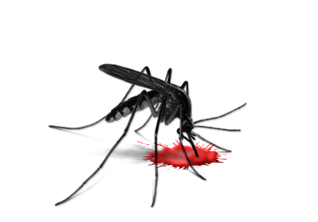 Комары являются переносчиками довольно серьезных инфекций и паразитов. Фото www.sxc.hu.