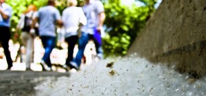 В Луганске придумали, как избавиться от тополиного пуха 