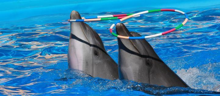 Дети смогут не только посмотреть представление, но и поплавать с дельфинами. Фото с сайта дельфинария