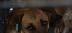 В Запорожье уже стерилизовали почти пол тысячи дворняг