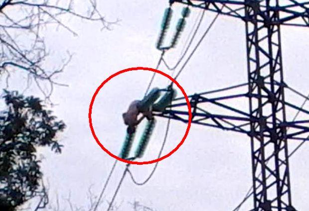 Мужчина залез по опоре на линию электропередачи и дотянулся до изоляторов. Фото: "Главное".