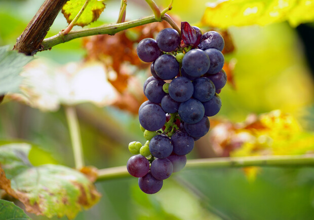 Южные сорта винограда в наших краях прекрасно вызревают, говорят фермеры. Фото с сайта www.sxc.hu.