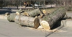 В парке Горького снова рубят деревья.