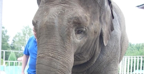 Азиатские слоны впервые появились в Украине в Харьковском зоопарке. Фото: kp.ua