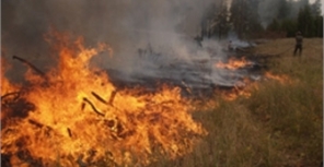 Нововодолажский район: произошло сразу 2 лесных пожара. Фото с сайта ГУ МЧС Украины в Харьковской области.