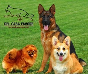 Справочник - 1 - Питомник немецких овчарок "Del Casa Favore"