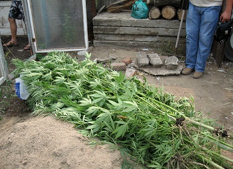 Растения изъяты. Фото с сайта ГУ МВД Украины в Харьковской области.