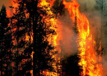 Пожар охватил более трех гектаров. Фото: svit24.net.