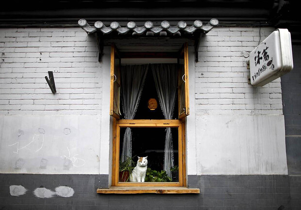 Из харьковского окна выбросили 12 кошек. Фото: liveinternet.ru.