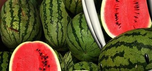 СЭС признала токсичными арбузы из Харьковской области