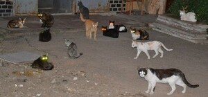 После смерти одесситки в ее квартире живут 30 котов без хозяев