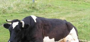 По факту вспышки сибирской язвы в Запорожской области возбудили уголовное дело