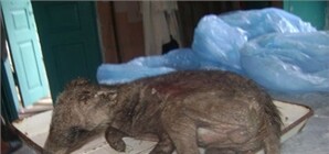 В Запорожской области нашли чупакабру