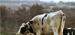 В Запорожской области сибирскую язву удалось локализовать