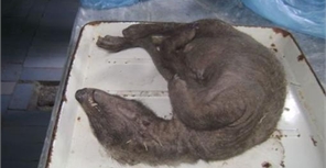 Тайна запорожской чупакабры раскрыта: ветеринары вынесли вердикт 