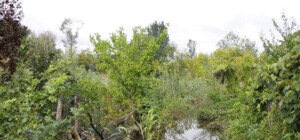 Воду с затопленного поселка в Запорожье будут откачивать еще неделю