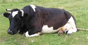 Карантин из-за сибирской язвы в Запорожской области продлится до 5 сентября