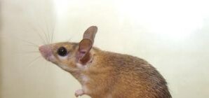 В Донецкой области мышь заразила 10-летнего ребенка опасной инфекцией