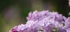 Осенью в Харькове высадят аллею из сирени 