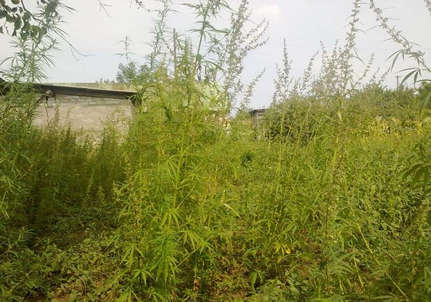 Изъятые растения направлены на исследование. Фото с сайта ГУ МЧС Украины в Харьковской области.