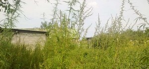 На Харьковщине засеяли 2 тысячи кустов конопли среди подсолнухов