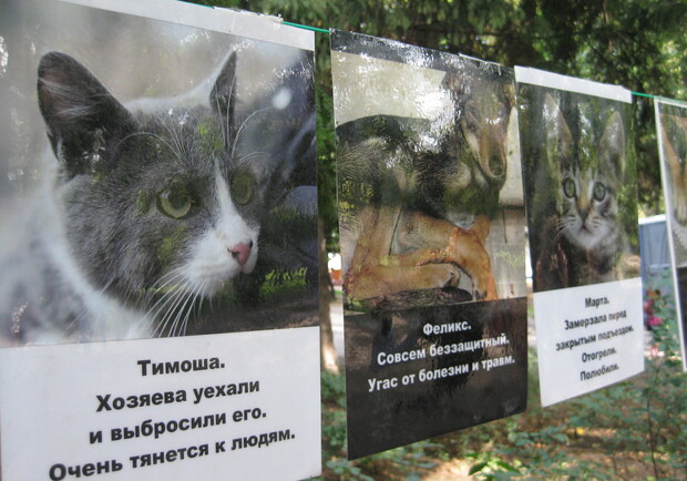 Харьковчане ищут семьи для бездомных животных. Фото: "В городе".