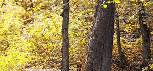 Святогорский лес превратился в сказку, расцвел золотом и багрянцем