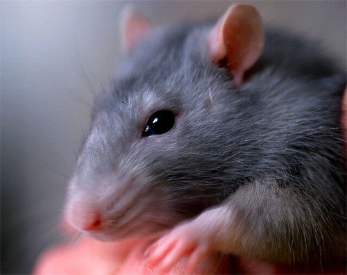 Медики говорят, что Харьков атакуют инфицированные крысы. Фото: zdoroviymir.com.