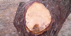 Вандалы украли деревянного дракона из Приднепровска