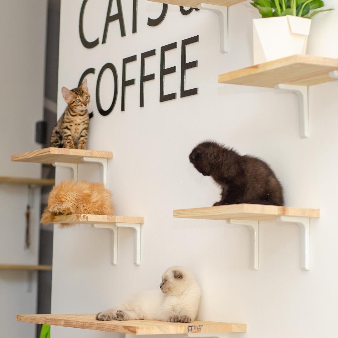 Справочник - 1 - Cats and Coffee