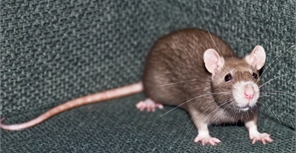 С наступлением холодов столичные квартиры начали захватывать крысы