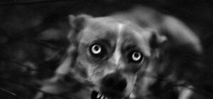 Запорожцев атакуют бездомные псы: как защититься и выжить