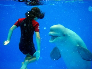 Морское животное из Южной Пальмиры по кличке Пломбир будет принимать участие во всех представлениях Харьковского дельфинария.