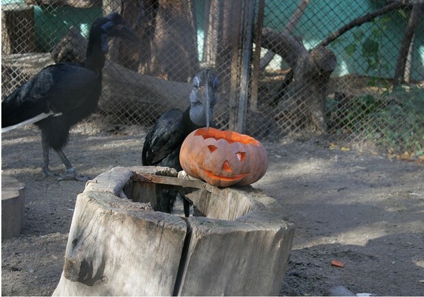 В зоопарке отметили Хэллоуин. Фото с сайта Харьковского зоопарка.