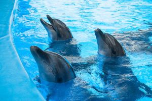 В дельфинарии строят специальный бассейн для дельфинотерапии. Фото с сайта Харьковского горсовета.