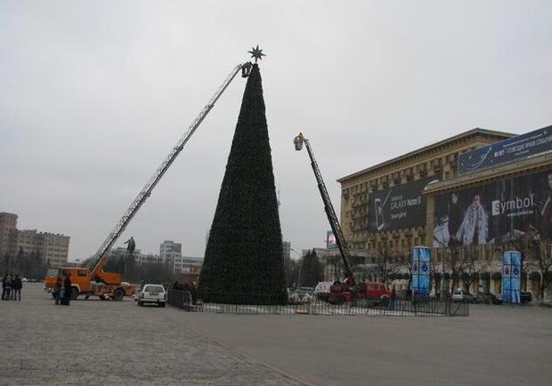 В этом году  дерево достигнет 30-метровой высоты. Фото: Елена Волкова, "Сегодня".