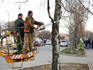 Пример быстрого реагирования: на ул. Героев Труда вместо изуродованных берез высадили 50 новых деревьев. Фото: сайт городского совета.