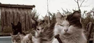 Крымчанам не хотят отдавать иностранную гуманитарку – вещи и оборудование лежат на складе, где живут коты