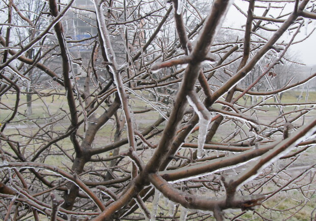 Погода сопровождается обледенением на контактных проводах и деревьях. Фото Алексея Битнера.