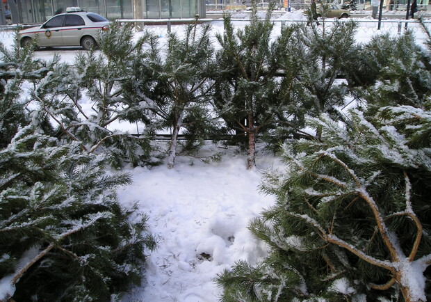 Лесники собираются продавать елки по всей Харьковщине. Фото из архива "КП".