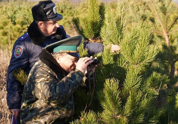 В Харьковской области создано около 218 гектар так называемых новогодних плантаций. Фото с сайта Харьковского горсовета.