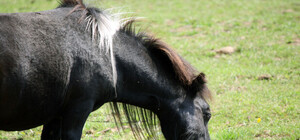На Харьковщине вор увел лошадь и оставил вместо нее велосипед