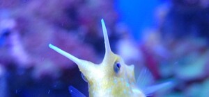 В царстве Посейдона: в Киеве открылся первый океанариум