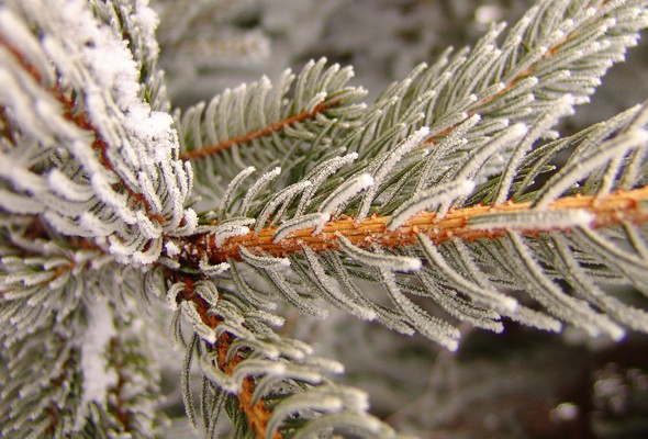 В Харькове сегодня мороз и небольшой снежок. Фото - rewalls.com