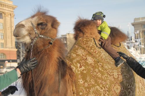 По Харькову гуляет верблюд. Источник фото: slk.kh.ua.